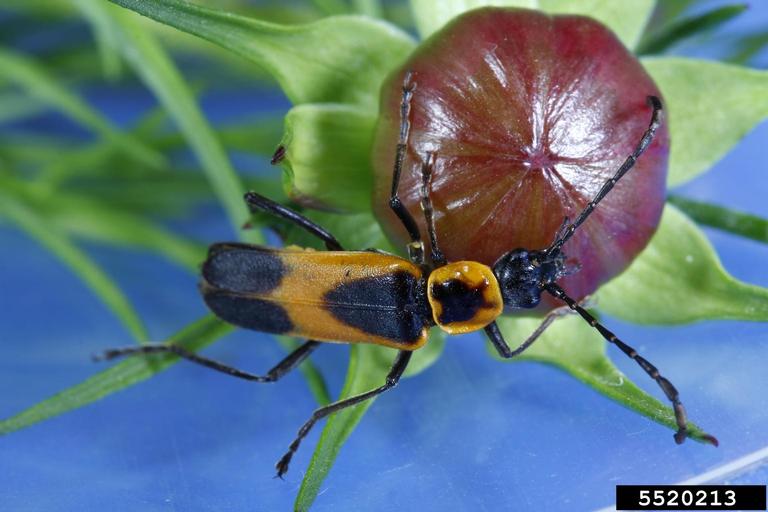 Colorado plains soldier beetle (Chauliognathus basalis)