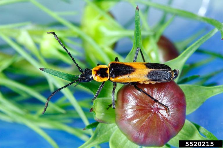 Colorado plains soldier beetle (Chauliognathus basalis)