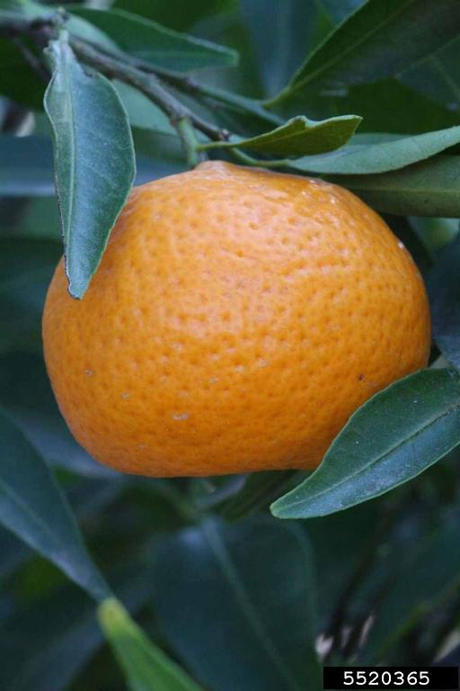 Mediterranean (Citrus reticulata cv. Mediterranean)