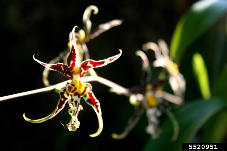 dancinglady orchid (Genus Oncidium)