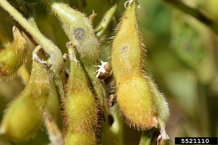 white muscadine disease (Beauveria bassiana)