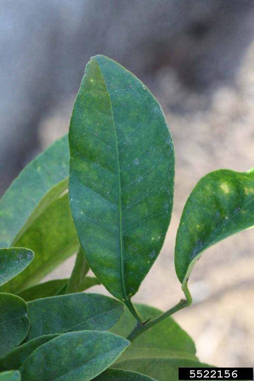 Curriculum vitae format in word picture