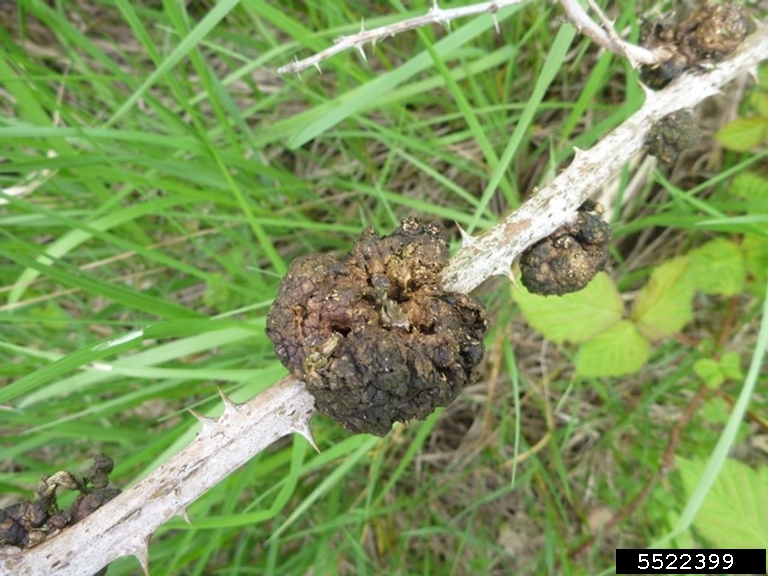 crown gall (Rhizobium radiobacter ) on Himalayan blackberry (Rubus