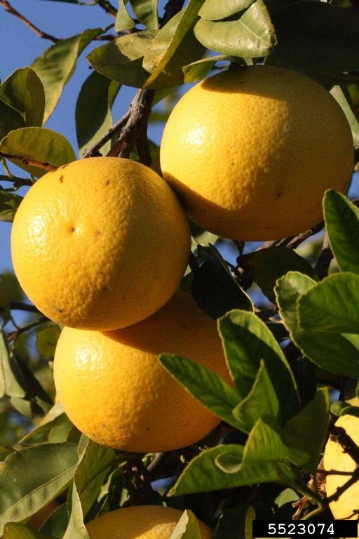 New Zealand (Citrus paradisi cv. New Zealand)