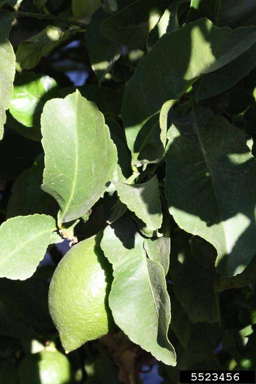 Old Line Eureka (Citrus x limon cv. Old Line Eureka)