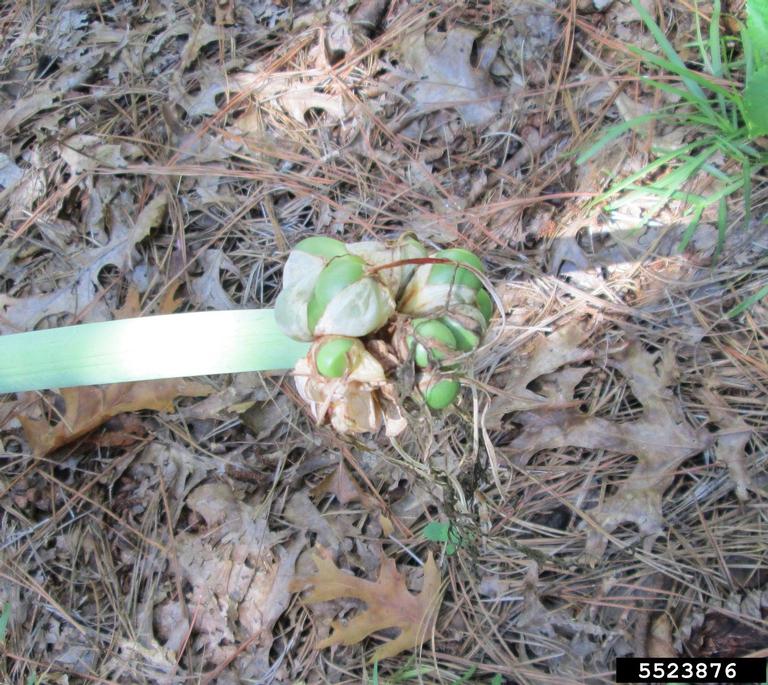 coastal Carolina spiderlily (Hymenocallis crassifolia)