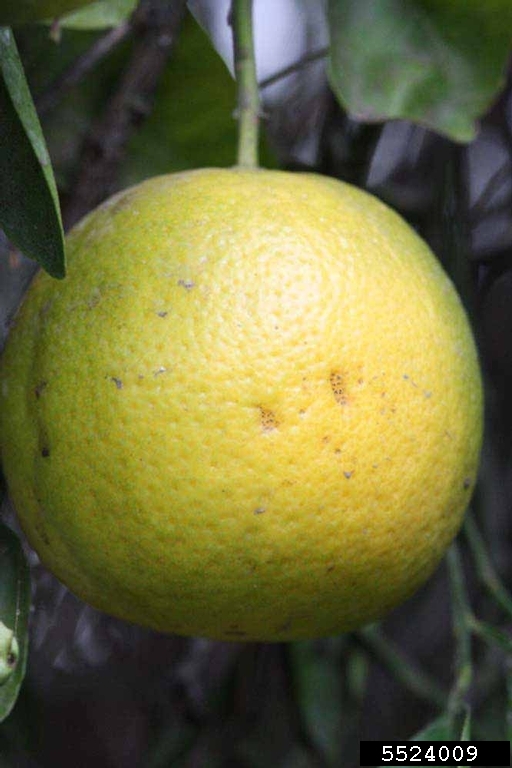 Pearl (Citrus x aurantium cv. Pearl)