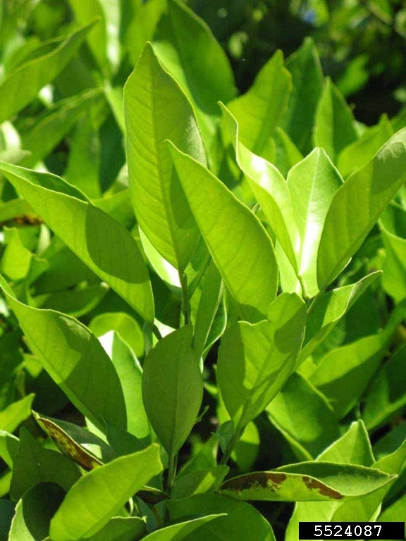 Pineapple (Citrus x aurantium cv. Pineapple)