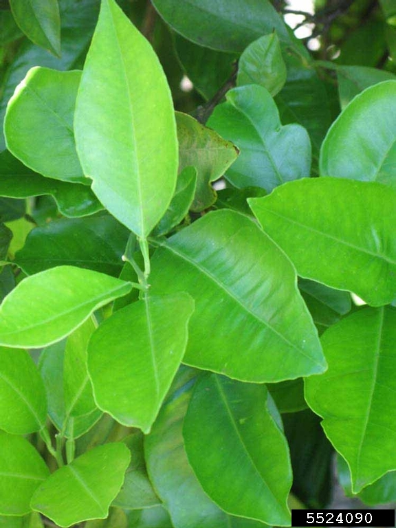 Pineapple (Citrus x aurantium cv. Pineapple)