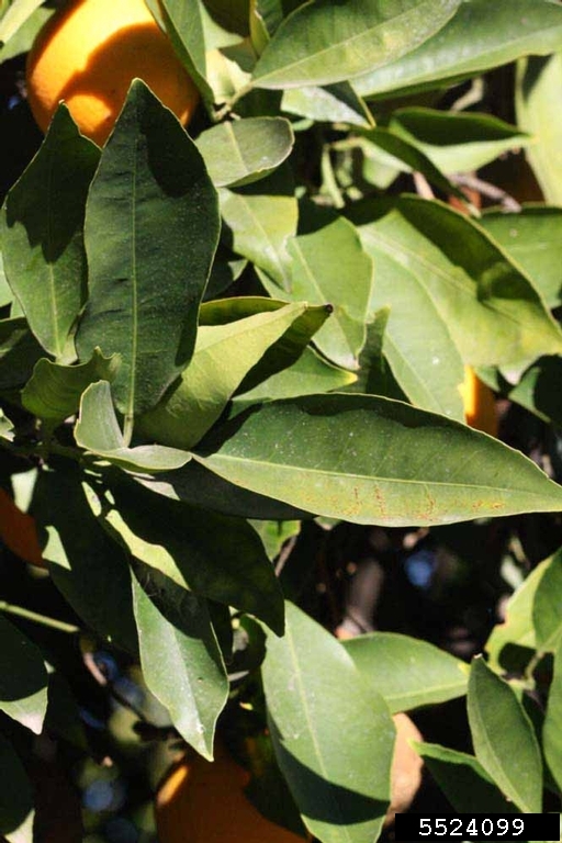 Pineapple (Citrus x aurantium cv. Pineapple)