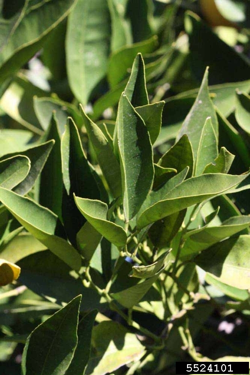 Pineapple (Citrus x aurantium cv. Pineapple)