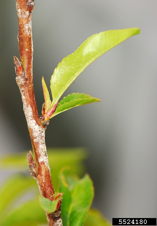 powdery mildew (Podosphaera pannosa ) on nectarine (Prunus persica var