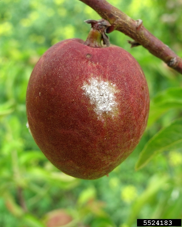 powdery mildew (Podosphaera pannosa)