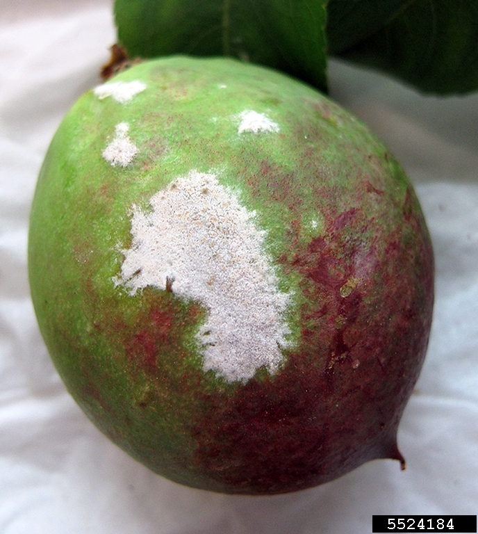 powdery mildew (Podosphaera pannosa)