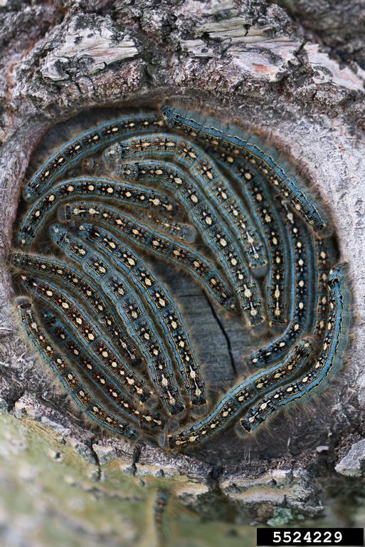 forest tent caterpillar (Malacosoma disstria)