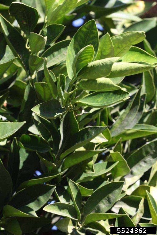 Rio Grande (Citrus x aurantium cv. Rio Grande L.)