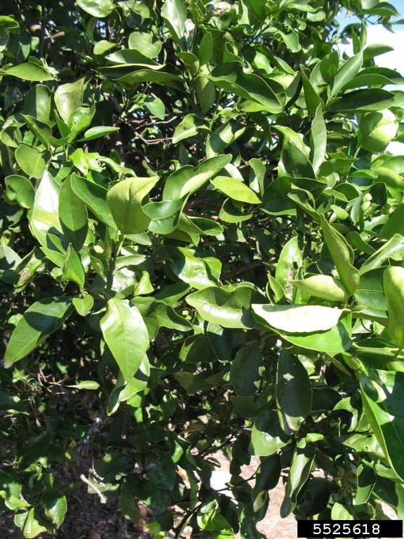 Seedless Pineapple (Citrus x aurantium cv. Seedless Pineapple)