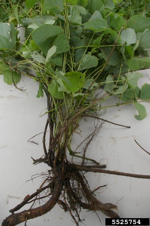Kudzu Plant Root