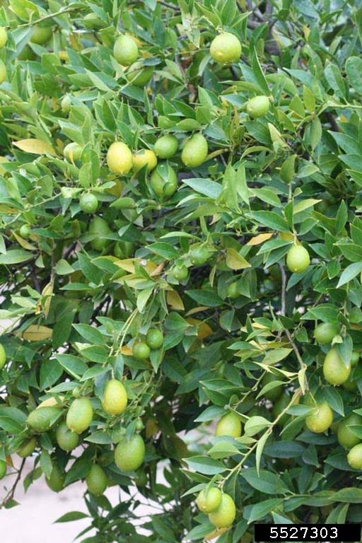 Tavares Limequat (x Citrofortunella hybrid cv. Tavares Limequat)