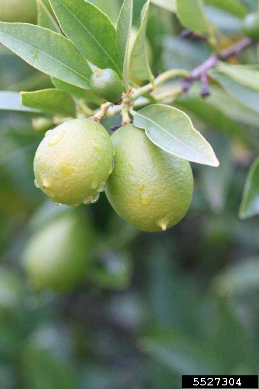 Tavares Limequat (x Citrofortunella hybrid cv. Tavares Limequat)