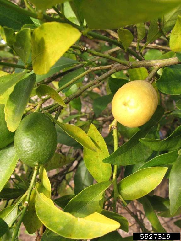 Tavares Limequat (x Citrofortunella hybrid cv. Tavares Limequat)