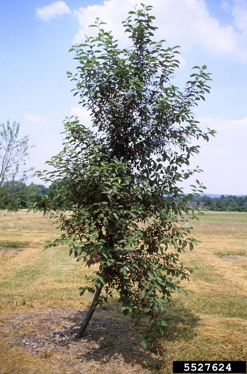 common chokecherry (Prunus virginiana)