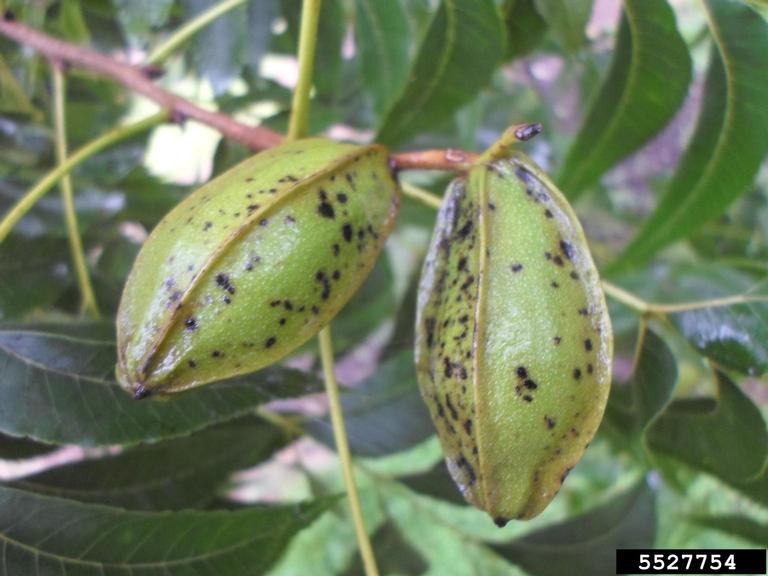 pecan scab (Venturia effusa)