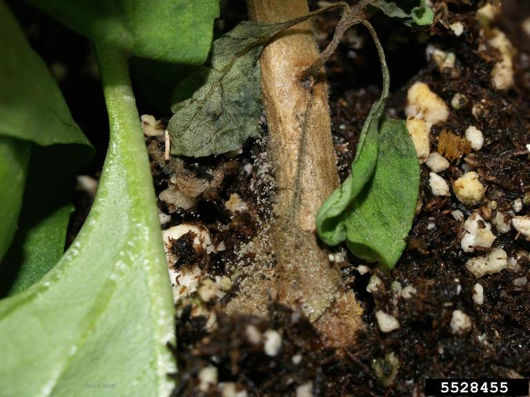 gray molds (Botrytis spp. ) on sweet basil (Ocimum basilicum ) 5528455