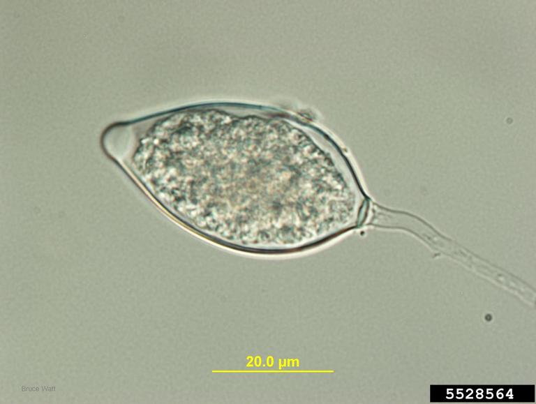 Phytophthora Root And Crown Rots Phytophthora Spp On Squashes 