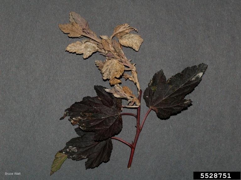 powdery mildew (Podosphaera macularis)