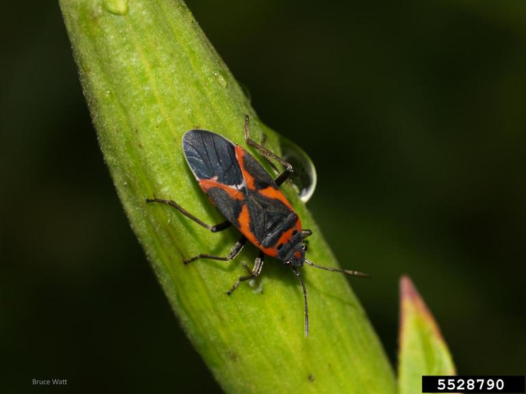 small milkweed bug (Lygaeus kalmii ) on milkweed (Asclepias spp ...