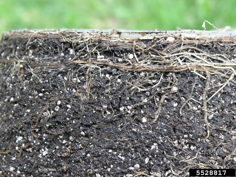 Pythium diseases (Genus Pythium)