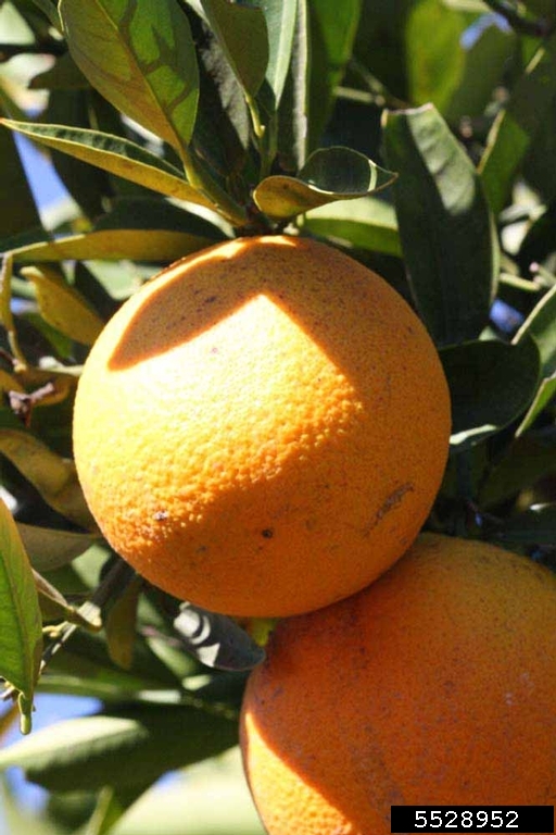Valencia (Citrus x aurantium cv. Valencia)