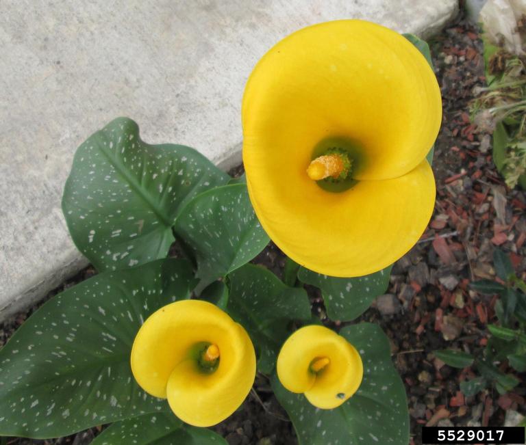 calla lily (Zantedeschia aethiopica)