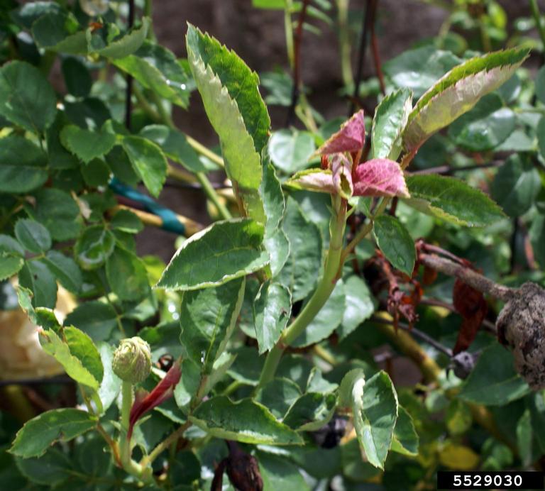 Rose rosette virus (RRV) (Emaravirus Rose rosette virus)