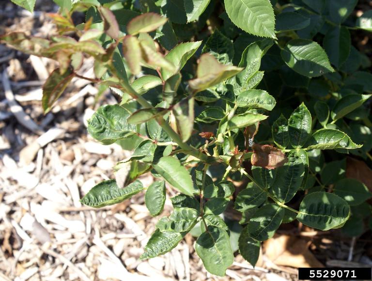 Rose rosette virus (RRV) (Emaravirus Rose rosette virus)