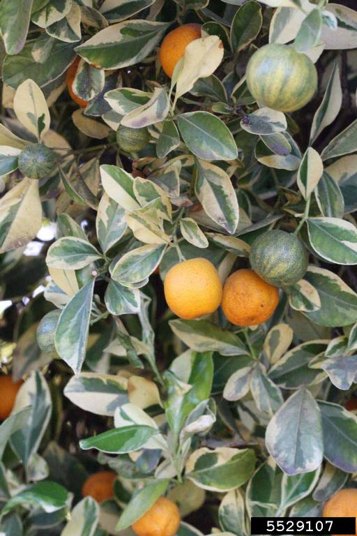 Variegated Calamondin (x Citrofortunella microcarpa cv. Variegated
