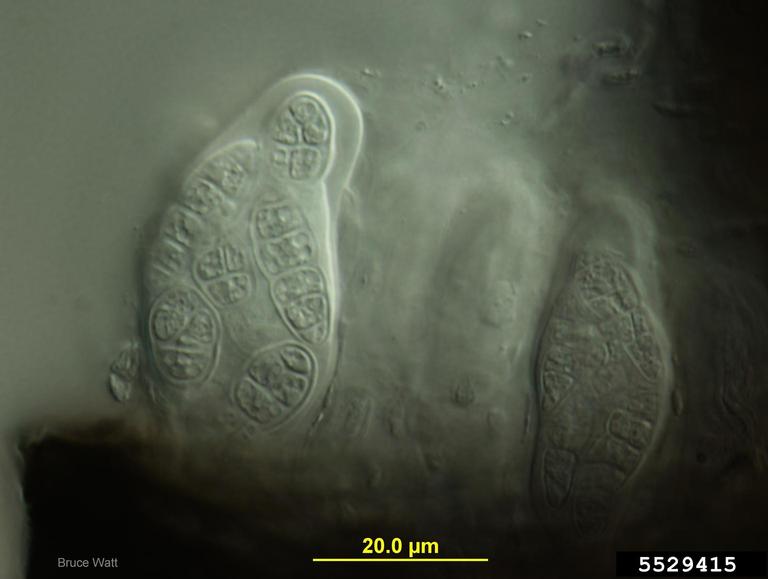 Sooty Mold (Capnodium spp. ) on royal star magnolia (Magnolia stellata ...