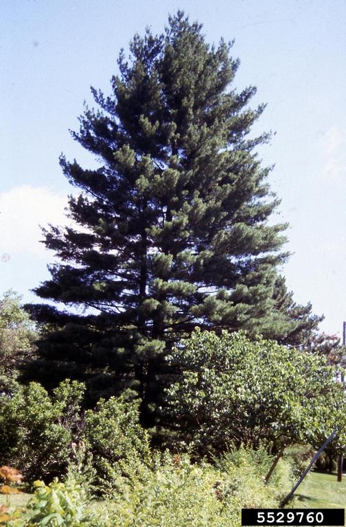 eastern white pine (Pinus strobus)