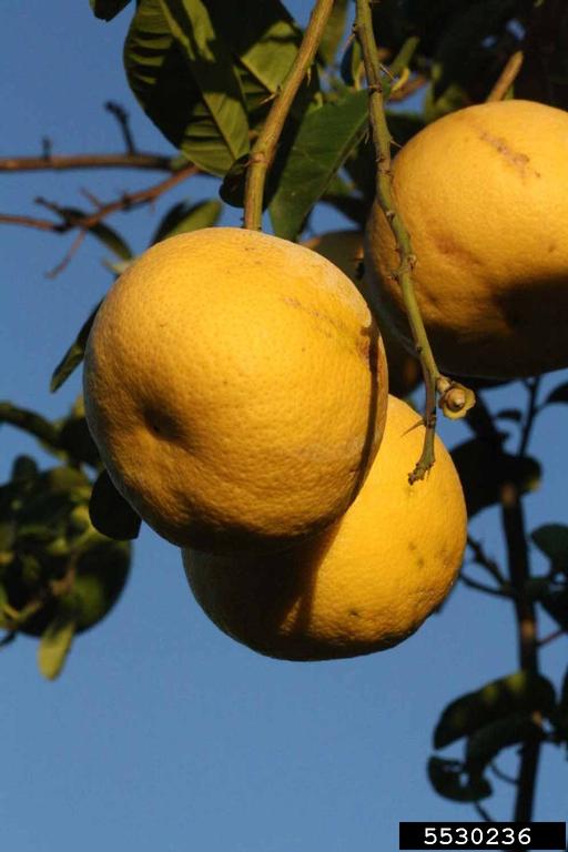 Yuma Ponderosa (Citrus maxima cv. Yuma Ponderosa)