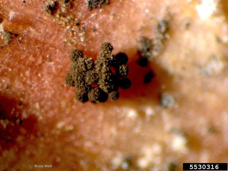 black mold (Aspergillus niger ) on shallot (Allium cepa aggregatum