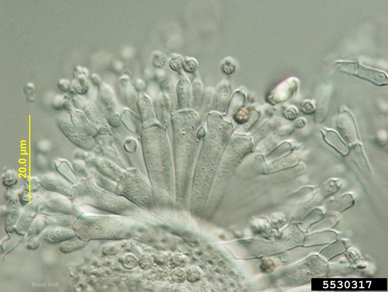 black mold (Aspergillus niger)