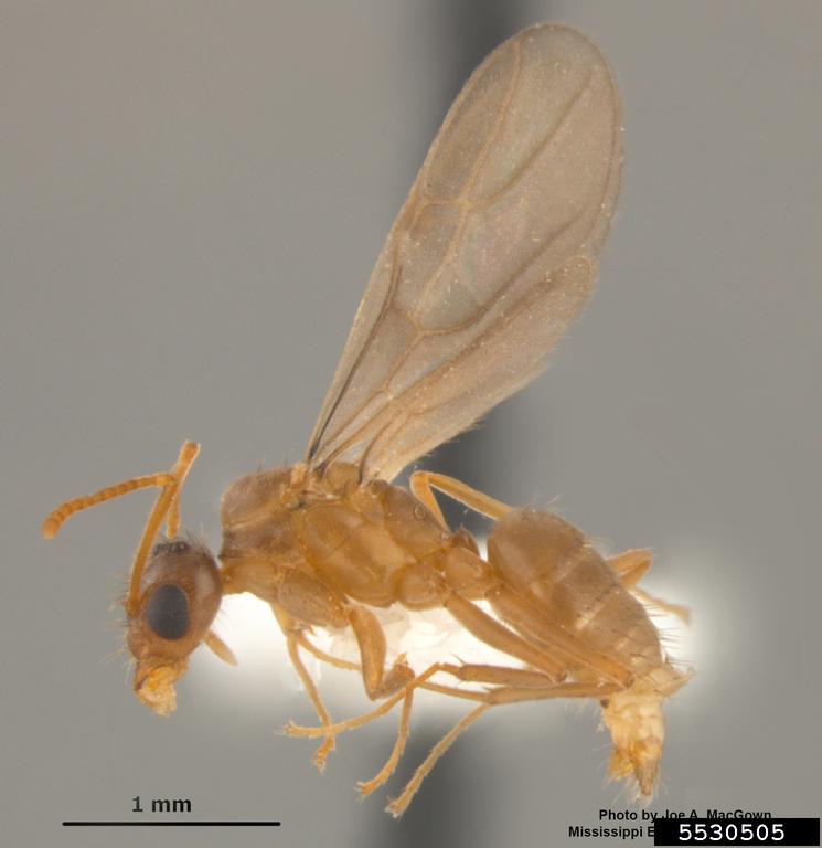 Winged male
