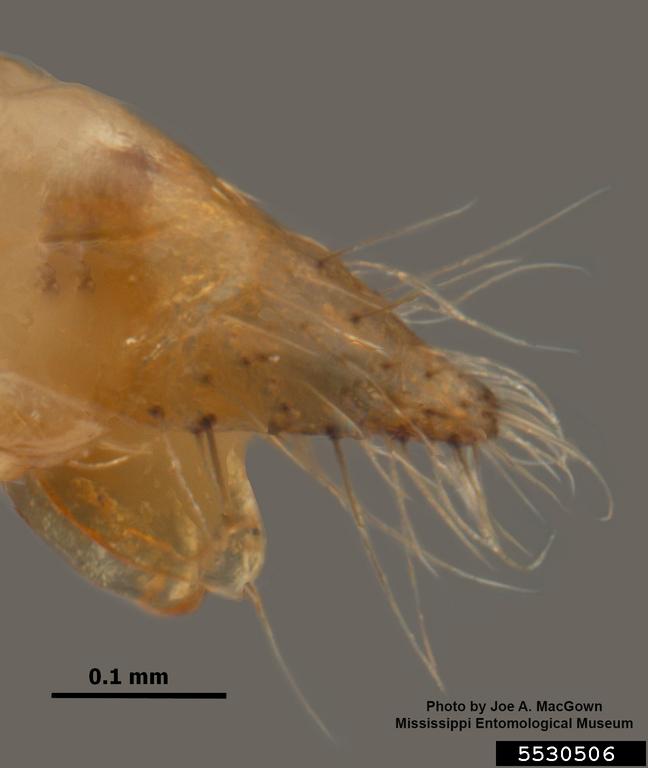 Circle of hairs surrounding acidopore