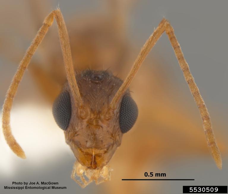 tawny-crazy-ant-nylanderia-fulva-mayr-1862