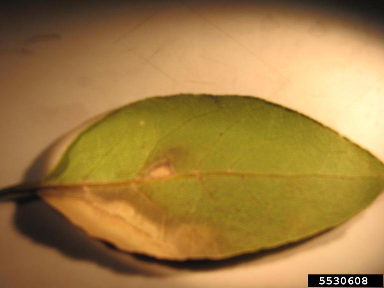 laurel scale (Aonidia lauri)
