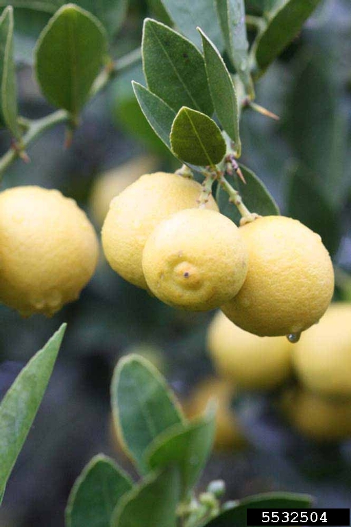 West Indian, Citrus x aurantiifolia cv. West Indian (Sapindales