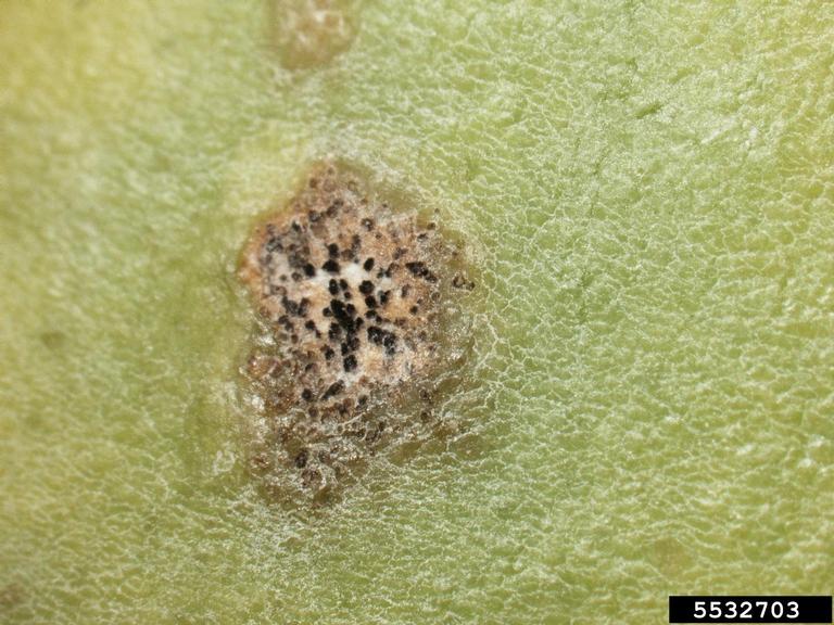 black spot of papaya (Asperisporium caricae)