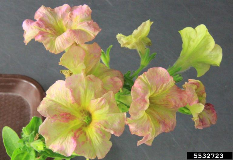Tobacco Mosaic Virus (TMV) (Tobamovirus tabaci)
