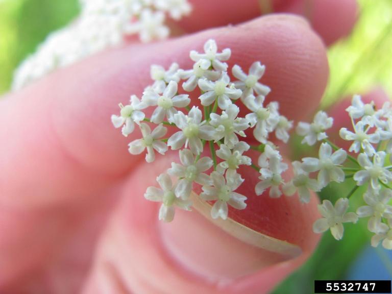 burnet-saxifrage (<em>Pimpinella saxifraga</em>) flower(s) 